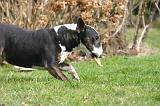 BULL TERRIER MINIATURE 302